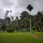 Image of an area dedicated to palms Royal Botanic Gardens