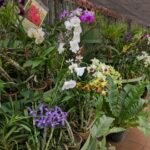 Image of a flower garden with orchids in Royal Botanic Gardens